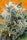 Girl Scout Cookies