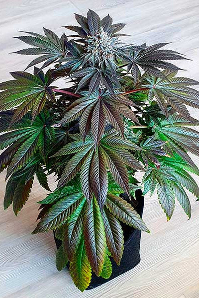 Golosa (Early Version)