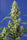 Gorilla Girl XL Auto