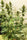 Guawi - Mandala Seeds Shop Ace Seeds