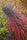 Guawi - Mandala Seeds Shop Ace Seeds