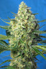 Jack 47 XL Auto