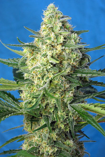 Jack 47 XL Auto