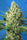 Jack 47 XL Auto