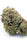 Jack the Ripper