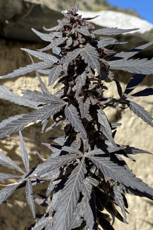 Kalash Valley Black