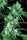 Kandy Kush - Mandala Seeds Shop Reserva Privada