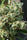 Killer A5 Haze - Mandala Seeds Shop Ace Seeds