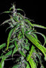 Lao Highland Tribe - Mandala Seeds Shop Khalifa Genetics