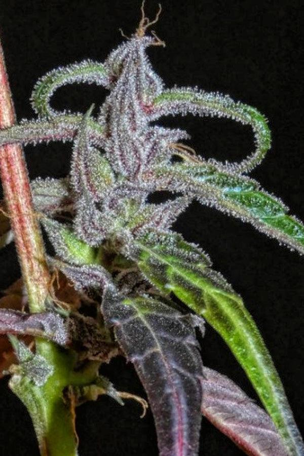 Lao Highland Tribe - Mandala Seeds Shop Khalifa Genetics