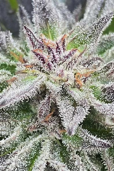 Lord Kush
