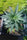 Marmalate - Mandala Seeds Shop Delicious Seeds