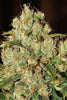 Master Kush