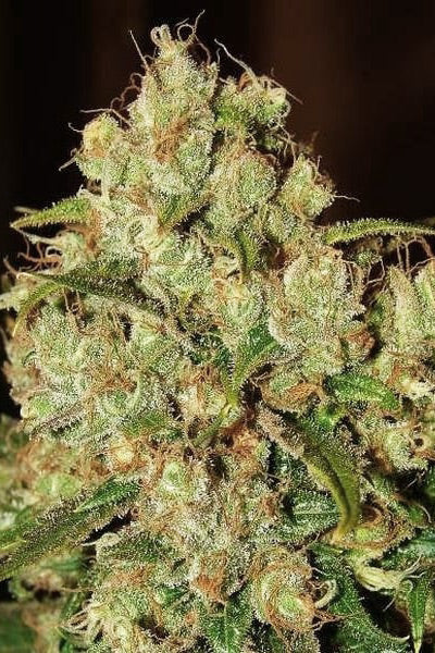 Master Kush