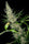 Master Kush Skunk