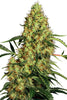Mexican Sativa