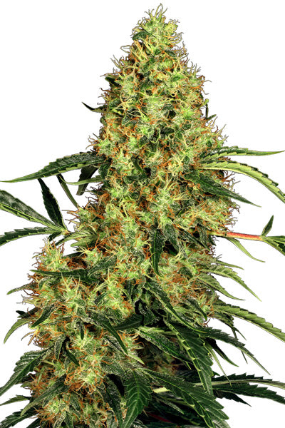 Mexican Sativa