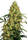 Mexican Sativa