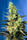 NYC Diesel CBD