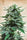 Northern Russian Auto