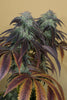 OG Kush