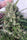 Oaxaca A5 Haze