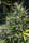 Oaxaca A5 Haze