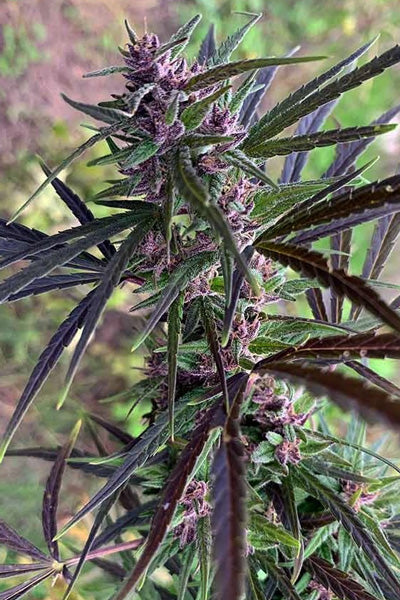Panama Haze