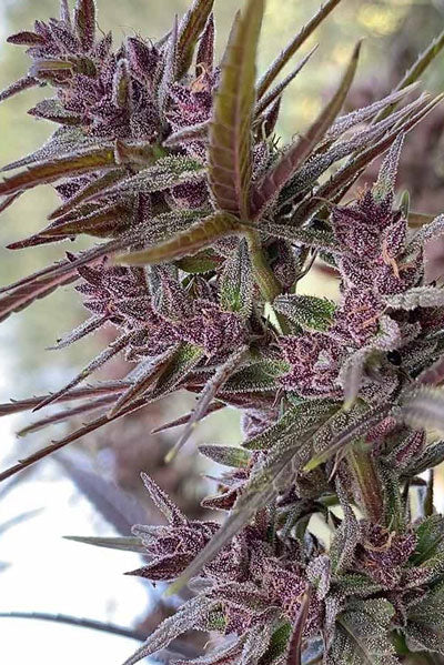 Panama Haze