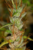 Panama Haze