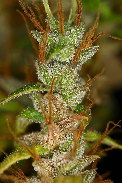 Panama Haze