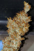 Panama Haze