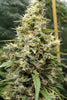 Panama Haze