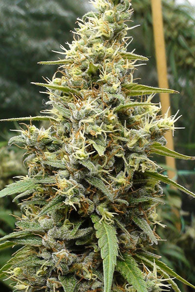 Panama Haze