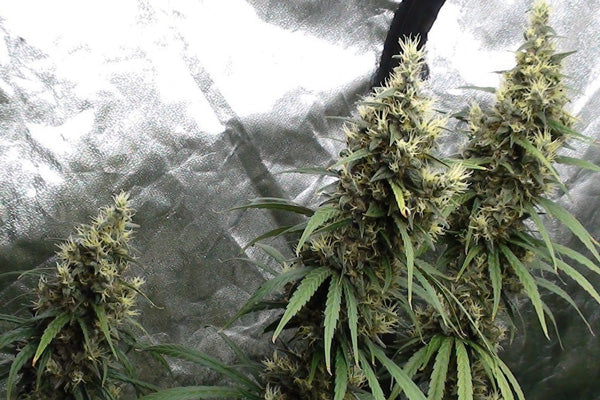 Panama Haze