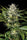 Pineapple Skunk