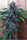 Purple Mazar Auto