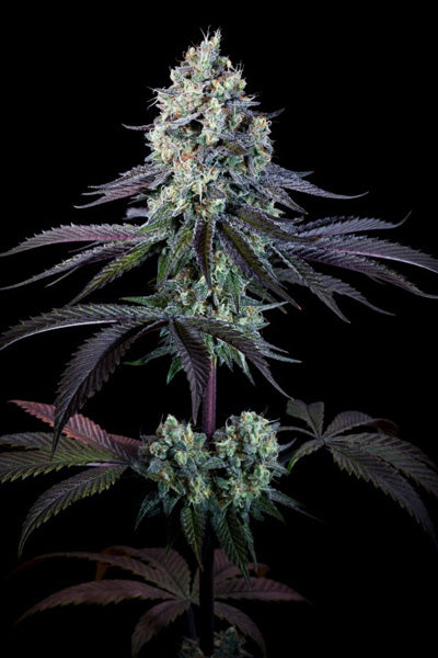 Purple Mints