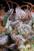 Purple Mints