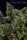 Purple Paro Valley - Mandala Seeds Shop Mandala Seeds