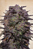 Purple Russian Express