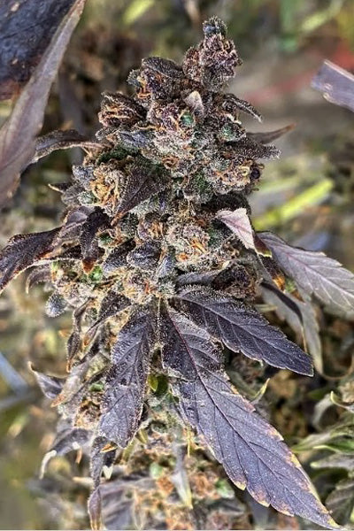 Quetta '23 XXL Purple