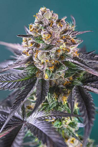 Red Strawberry Banana Auto