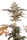Rocksalts (F1)