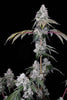 Romscotti F1 strain on a black background
