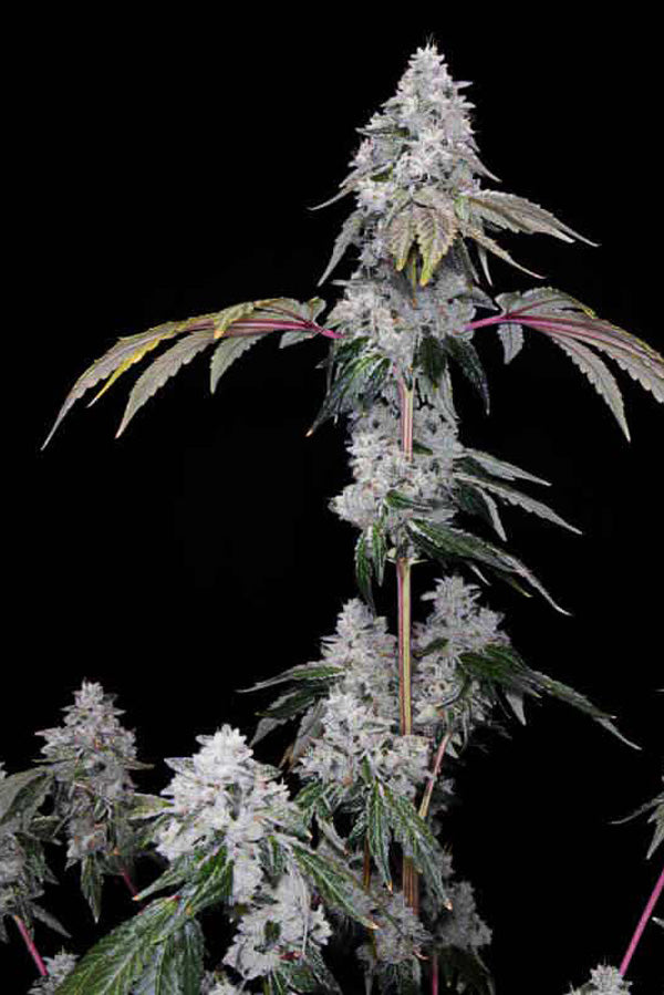 Romscotti F1 strain on a black background