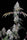 Romscotti F1 strain on a black background