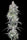 Romulan "BX1" - Mandala Seeds Shop Romulan Genetics