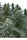 Safari Mix - Mandala Seeds Shop Mandala Seeds