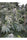 Safari Mix - Mandala Seeds Shop Mandala Seeds